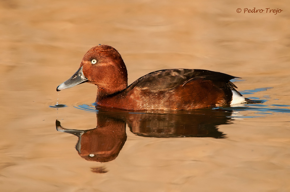 Porrón pardo (Aythya nyroca)